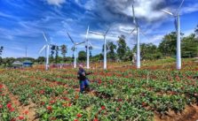 Rute Dan Lokasi Taman Celosia Gedong Songo